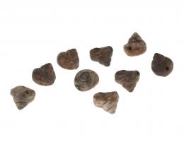 5 Vintage Beads Lucite Sea Shell Bead 8mm